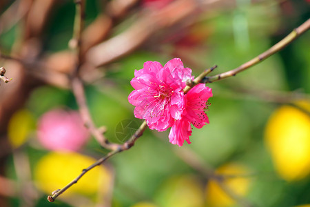 桃花的花图片