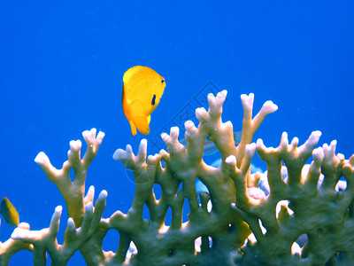黄珊瑚和蓝海之间的小黄鱼海图片