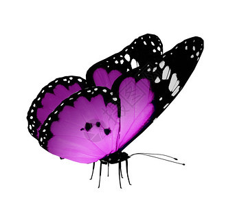 白色的紫蝴蝶背景图片
