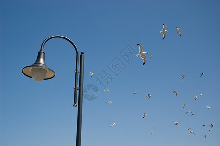 灯和海鸥群图片
