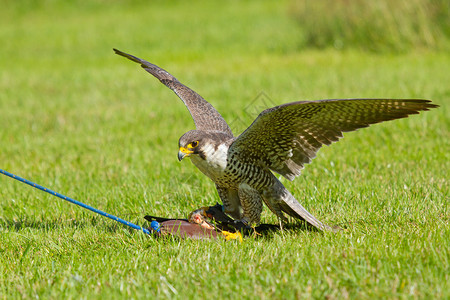 一只被囚禁的猎鹰正在训练狩猎图片