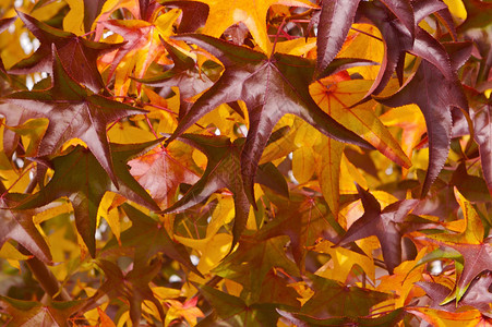 美丽的秋天秋天的落叶图片