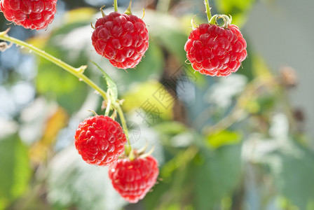 灌木上生长的红树莓图片