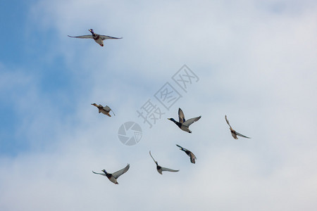 一群鸭子在天空中飞翔图片