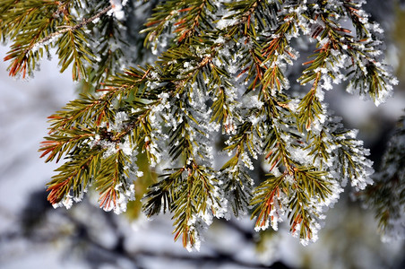 在塞尔维亚冬季度假胜地Kopaonik被雪覆图片