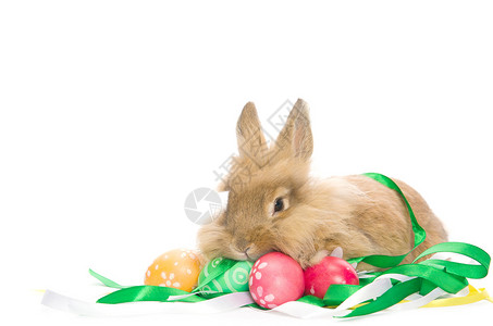 节日复活节兔子正坐在白色背景的彩蛋图片
