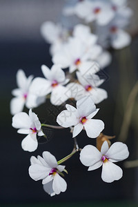 白色兰花特写图片