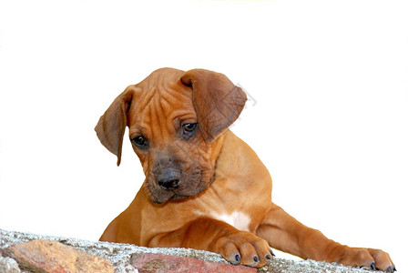 一只可爱的罗德西亚脊背猎犬小狗图片
