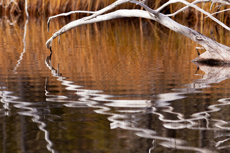 海狸池塘中经风吹过的枯木摘要反映背景图片