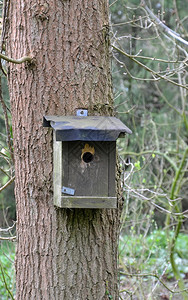 树林里一棵树上的木制鸟屋图片