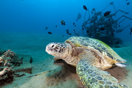 红海中的绿海龟图片