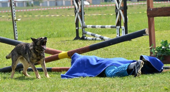 警犬训练图片