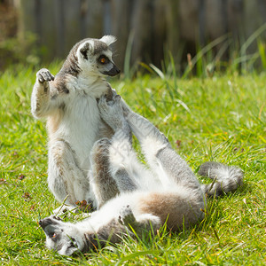 在杜丘动物园玩环尾狐猴游戏Lemur图片