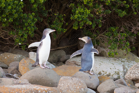 年轻的新西兰黄眼企鹅超级百日记反波人或Hoiho图片