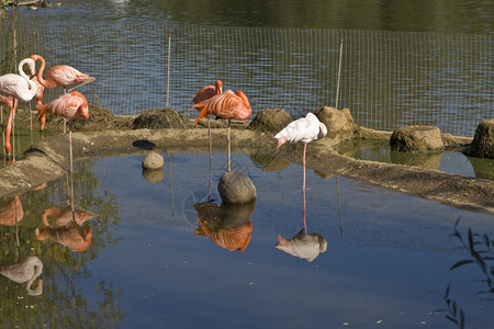 鲜少的粉红和白色火烈鸟在蓝色水上反射图片