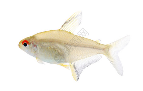 白种背景面前的海观鱼Hyphesobryconbee图片