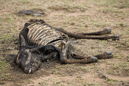 死牛倒地坦桑尼亚非洲图片