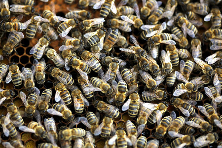 蜂蜜蜂Apismellifera图片