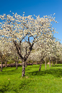 春季中期的苹果园图片