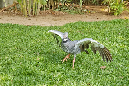 伊瓜苏公园的鸟类巴西图片