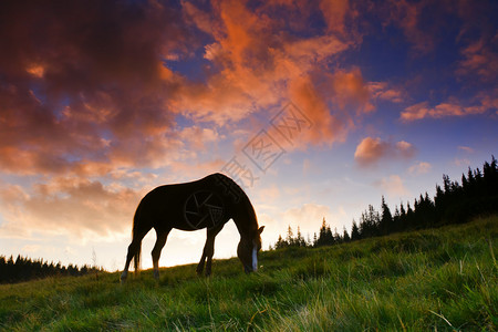 在日落背景的美丽的马剪影背景图片