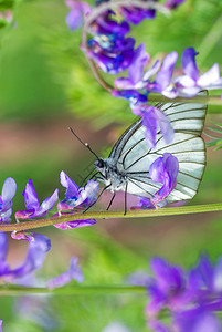 花枝上的白蝴蝶图片
