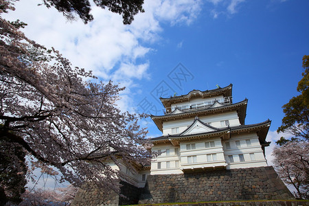 日本小田原城和樱花图片