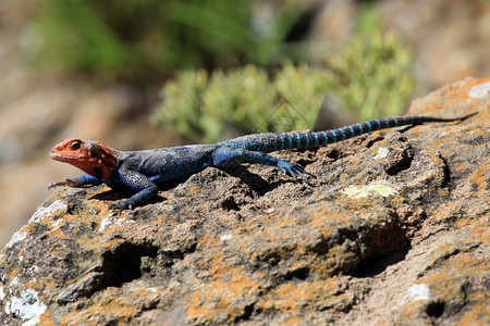 Lizard非洲肯尼亚努库图片