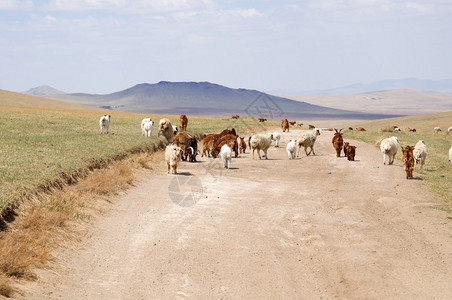 在蒙古草原吃草的毛茸的蒙古奶牛图片