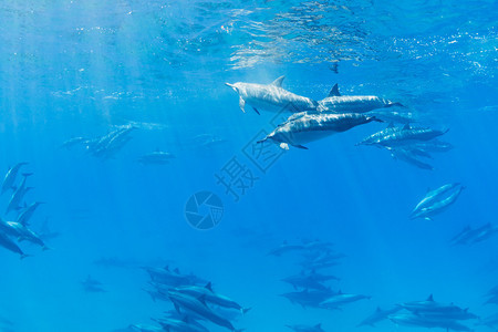 海豚在海洋中游泳图片