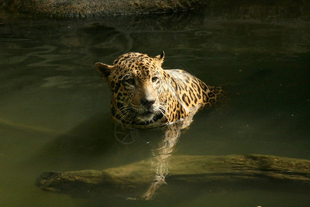 自然栖息地的豹子背景图片