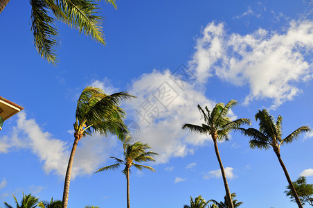 毛伊岛棕榈树有复图片
