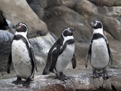 三个可爱的企鹅伙伴图片