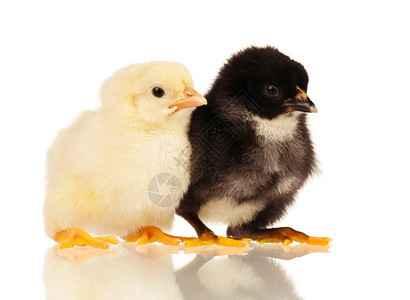 两只小鸡被白本孤图片