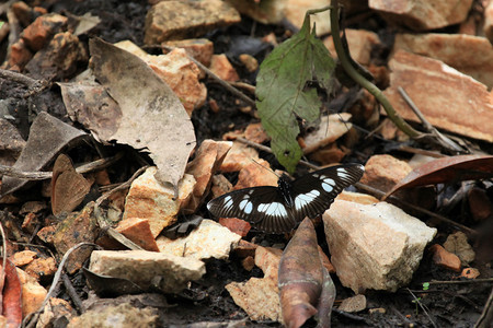 乌干达比戈迪湿地的蝴蝶图片