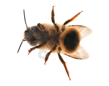 孤立在白色背景上的小蜜蜂图片