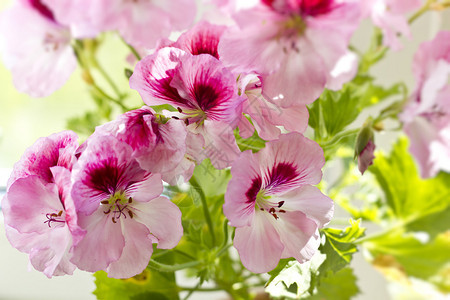 粉红色的天竺葵花和绿叶宏图片