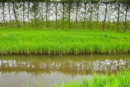 荷兰保护坝上的杨树图片
