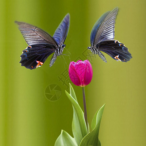 花朵上美丽的蝴蝶供广告或图片