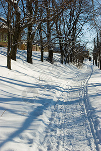 冬天小路上树的影子图片