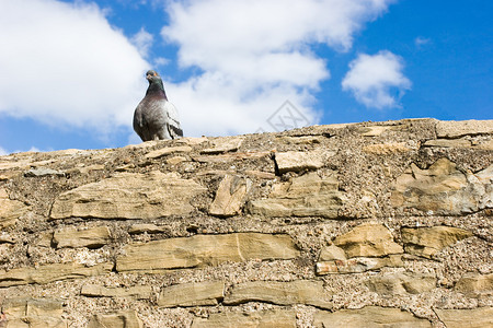 鸽子坐在石墙上对着蓝天乌云背景图片
