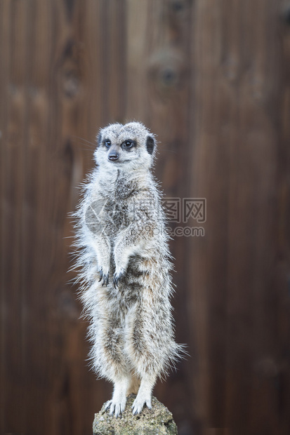 关闭守卫职责的Meerket图片