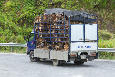 拖车上装满了运往越南屠宰场的活狗经常被盗的狗仍然在越南北部的菜单上图片