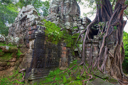 AngkorWat柬埔寨SiemReap的巨型树覆图片