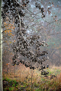 秋天干白杨叶的枝条背景图片