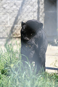 Panther加拿大不列颠哥伦比亚图片