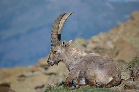 美丽的ibex在太阳中休息西意大利图片