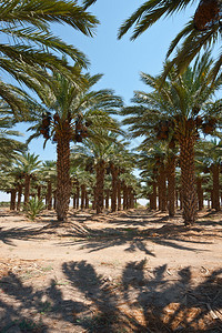 以色列约旦河谷椰棕榈植物种背景图片