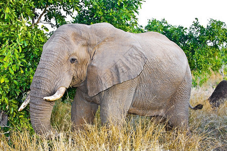 南非克鲁格公园的非洲大象非洲洛克图片