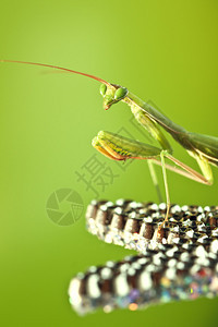 绿色背景中的绿色螳螂图片